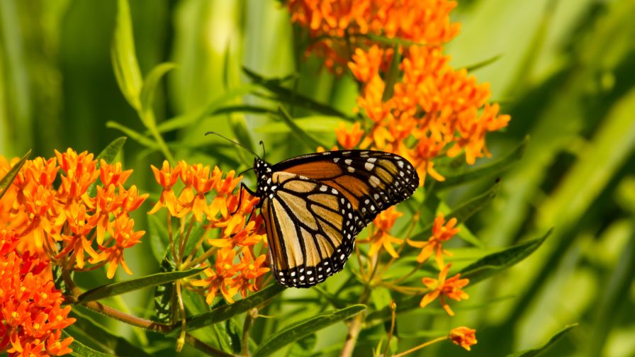 Fertilizing North American Native Prairie Plants