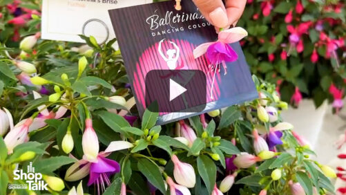 What a Tiny Dancer! New Fuchsia Ballerina Series From Dümmen Orange (Video)