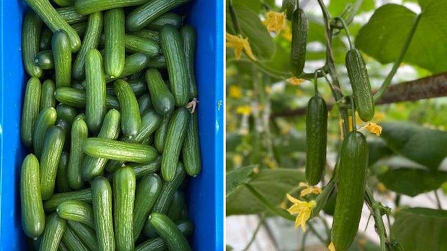 Enza Zaden Analisa mini Cucumber