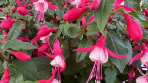 Dümmen Orange Turns Toward Sustainability at California Spring Trials