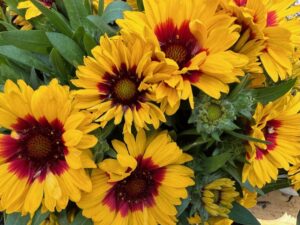 Gaillardia 'Spintop Red Starbust Improved' (Dümmen Orange)
