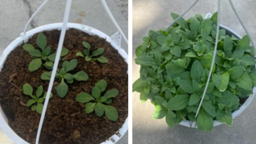How to Keep Your Petunias Actively Growing in a Highly Controlled Way