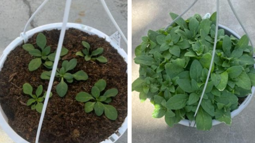 How to Keep Your Petunias Actively Growing in a Highly Controlled Way