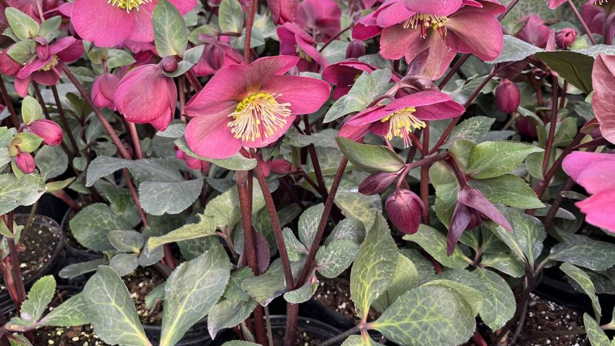Demand for Perennials Is on the Rise