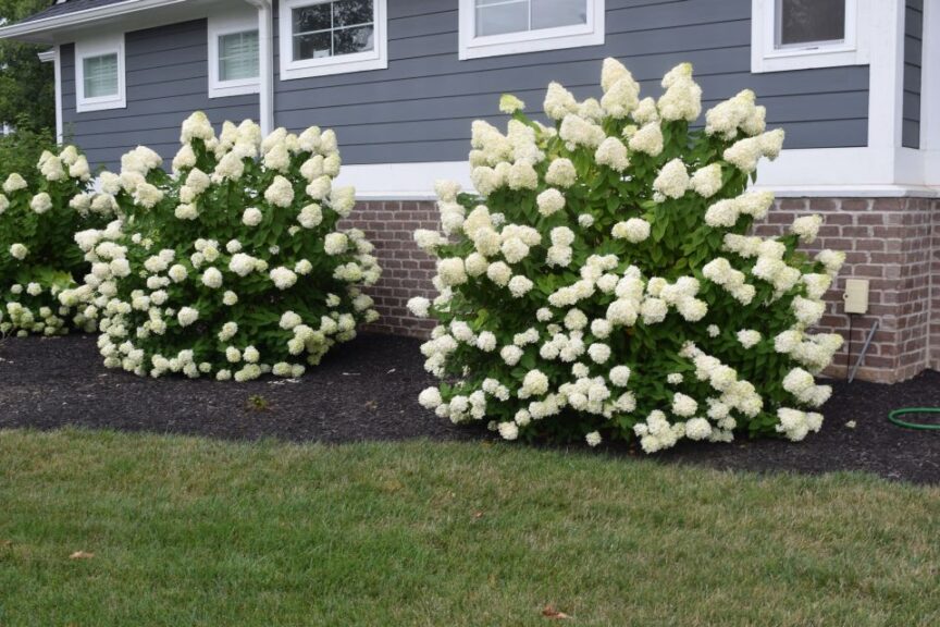 Hydrangeas