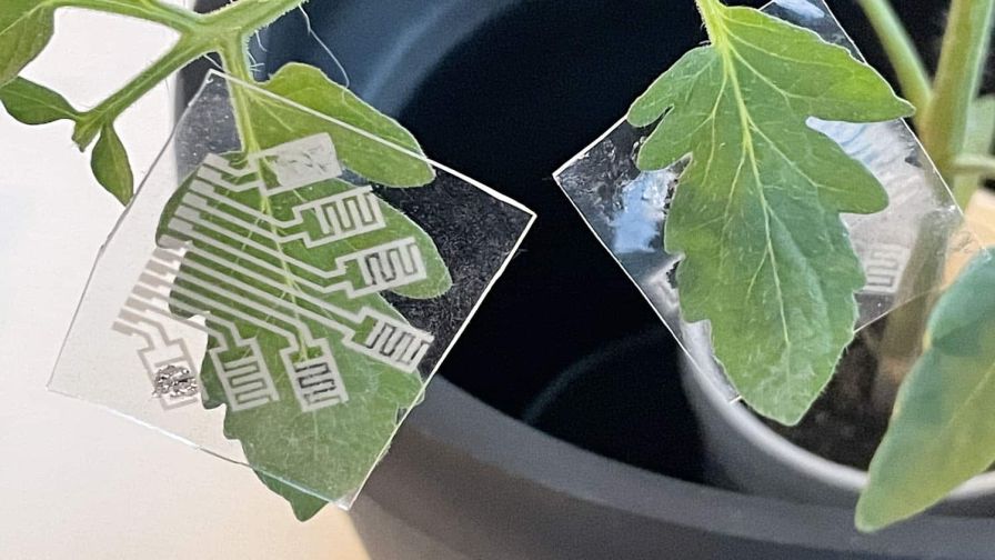 NCSU Plant Disease Detection plant Patch