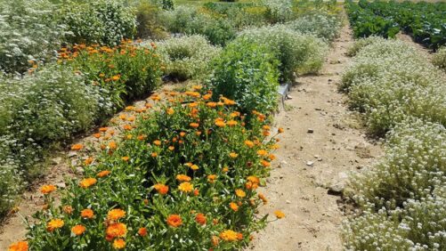 New England Research Focusing on Building Beneficial Insect Habitats