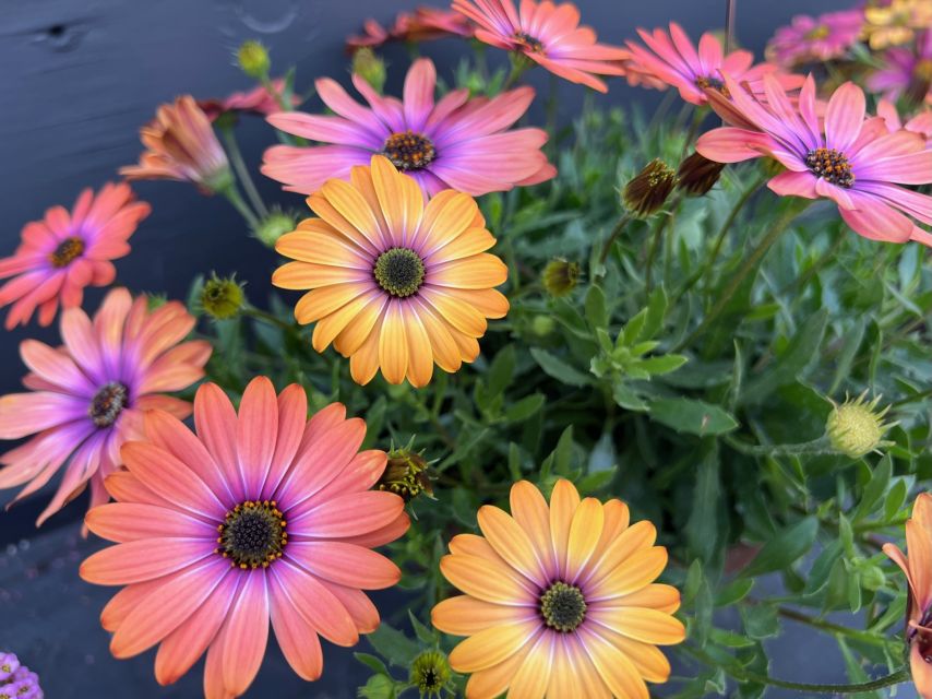Osteospermum ecklonis Osticade Aurora (Danziger) California Spring Trials