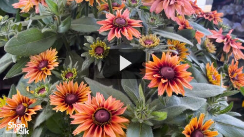 Innovations in Echibeckia Breeding at Pacific Plug & Liner (Video)