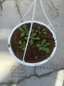 Petunias Phase 1 Steve Garvey_Dallas Johnson Greenhouses