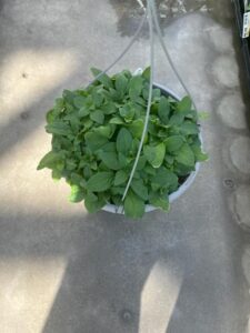Petunias Phase 2 Steve Garvey_Dallas Johnson Greenhouses