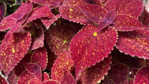 New Begonias, Herbs, and More From Benary and Syngenta Flowers at CAST 2023