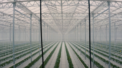 Mucci, Prospiant Featured in Documentary on Food Security