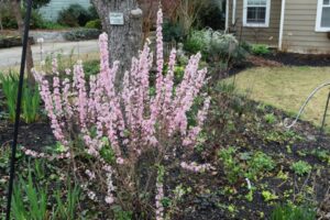 Prunus glandulosa