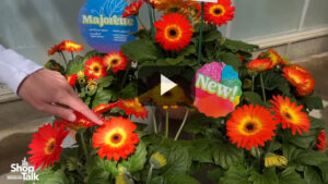 Meet Sakata’s New Majorette Gerbera (Video)