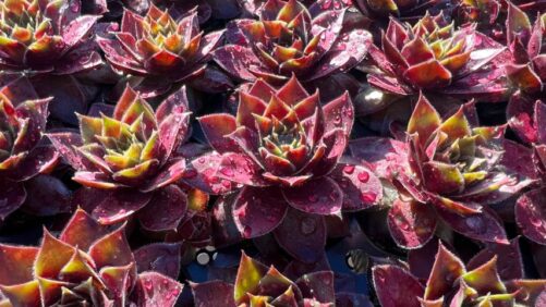 Allan Armitage: My Top Plant Selections From Day Two of the 2023 California Spring Trials