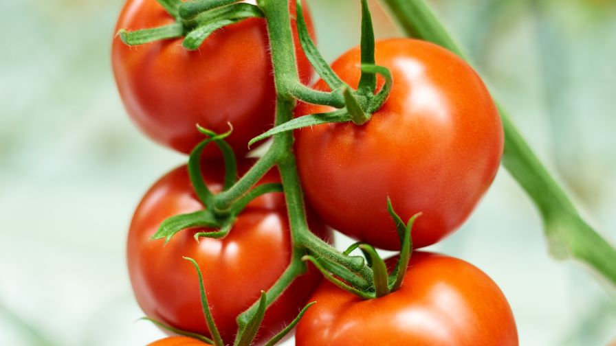 Tomatoes on the Vine Vineland Horticulture Automation Report
