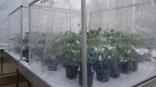Recognizing Powdery Mildew By Sight and Smell