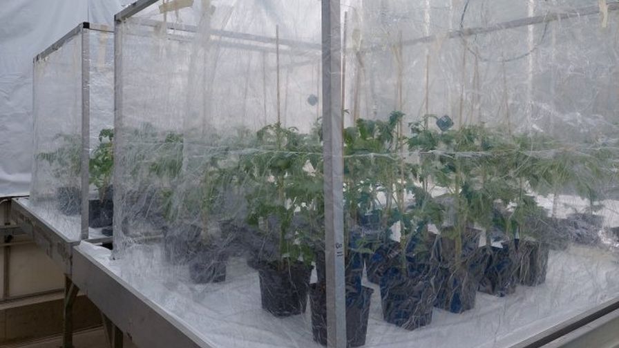 Wageningen Cameras and Scents for Powdery Mildew Detection