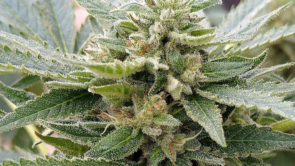high THCV and CBG cannabis variety rare cannabinoids