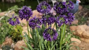 Agapanthus Variety From Plant Development Services, Inc. Wins Big at Chelsea Flower Show