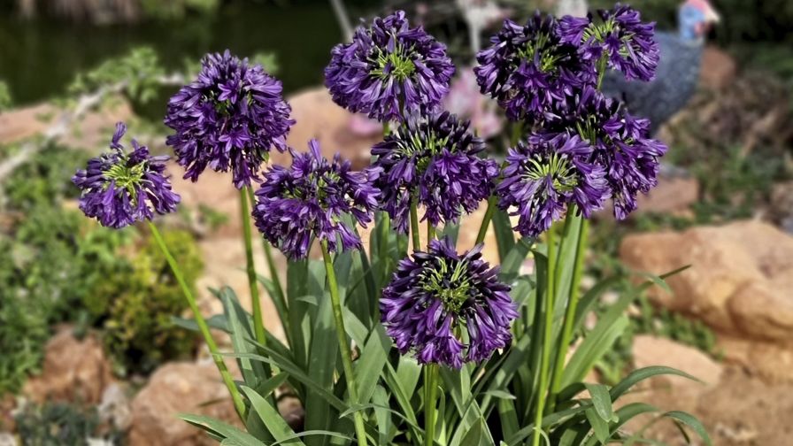 Agapanthus Midnight Hour (Plant Development Services)