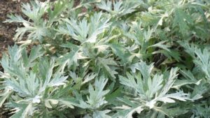 Proven Winners Introduces Its New Varieties for 2024