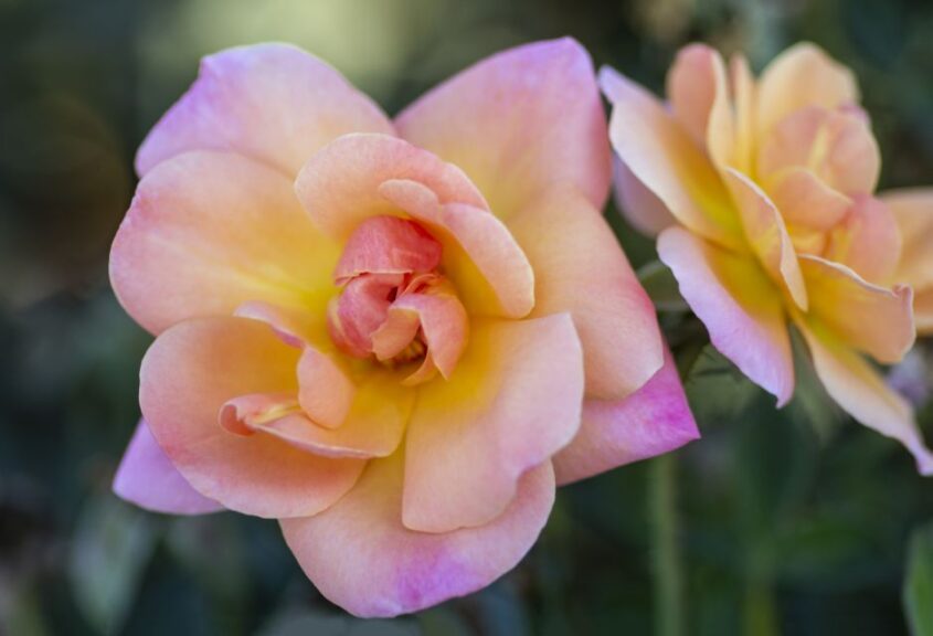 'Bright & Shiny' (Star Roses and Plants)