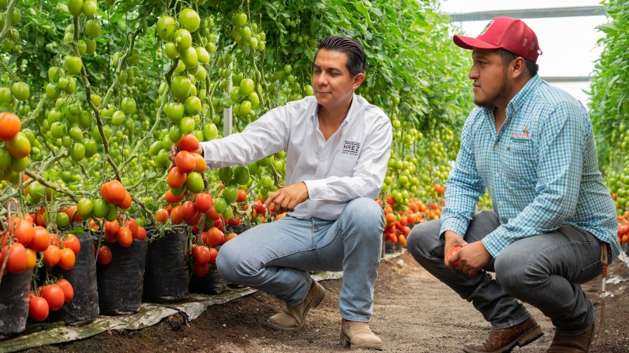 Enza Zaden HREZ Tomato Varieties High Resistance by Enza Zaden 