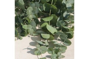 Eucalyptus 'Silver Dollar'