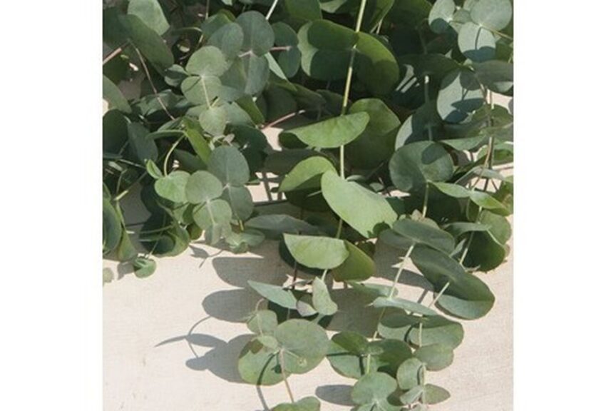 Eucalyptus 'Silver Dollar'