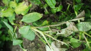 Dahlia Pests to Monitor in Your Greenhouse
