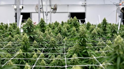 How to Prepare Your Cannabis Greenhouse for Maximum Quality