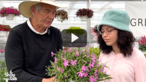 New Groundcover Programs at Green Fuse Botanicals (Video)