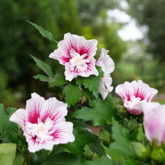 Hibiscus syriacus 'Starblast Chiffon'