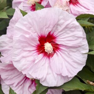 Hibiscus 'Summerific All Eyes on Me'