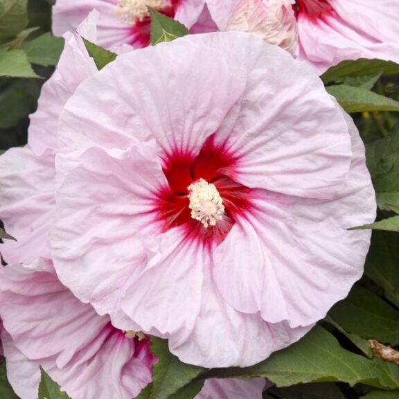 Hibiscus 'Summerific All Eyes on Me'
