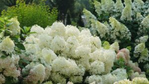 17 New Varieties Proven Winners Hopes Will Shine in 2024