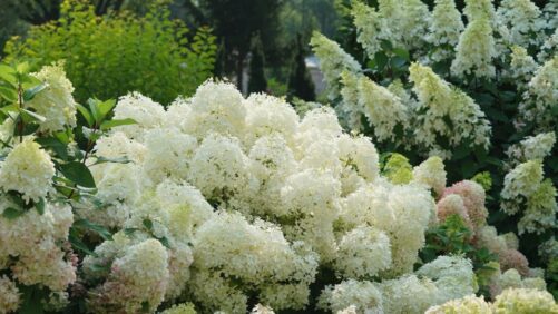 17 New Varieties Proven Winners Hopes Will Shine in 2024