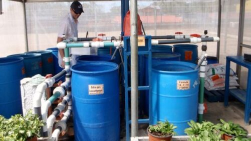 Tips for Ensuring Proper Fertilizer Concentration for Greenhouse Crops