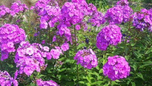 American Floral Endowment Joins Floriculture Sustainability Initiative