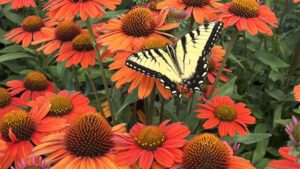 How The Perennial Farm Navigates New Trends in Perennials