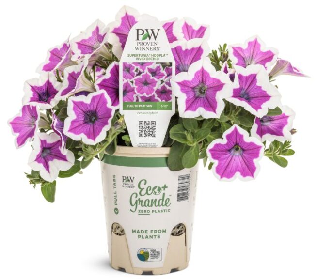 Petunia 'Supertunia Hoopla Vivid Orchid'