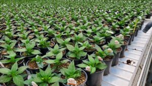 Do You Have a Greenhouse Problem You Need Solved? We Can Try to Help