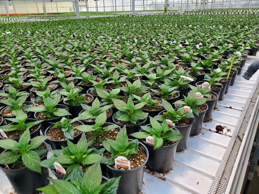 Plantpeddler Production Block clean chain
