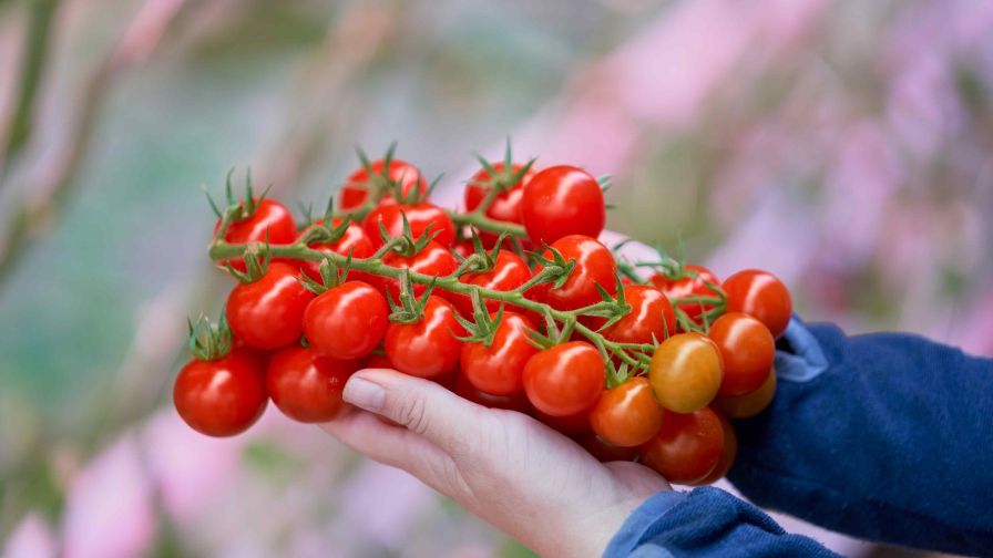 Signify Tomatoes Far-Red Light