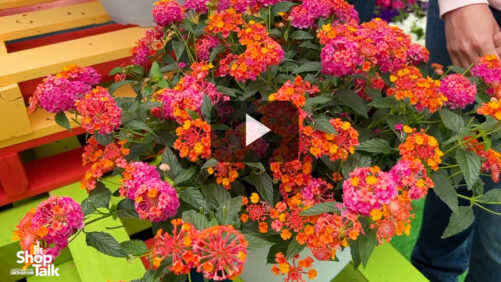 Action! The Top Greenhouse Grower Videos From 2023