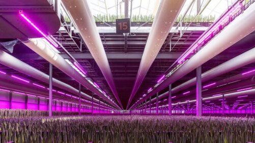 Four Steps to Achieve Optimum Greenhouse Dehumidification