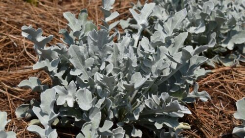 Learn About Hot New Perennials From the Eason Horticultural Resources Team