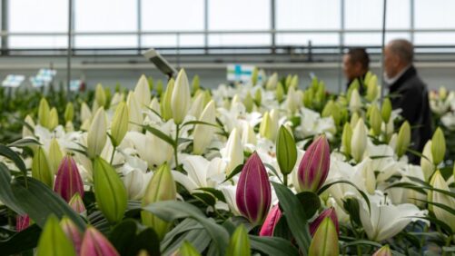 Dutch Lily Days Attracts Hundreds of Visitors
